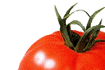 トマト,野菜,情報