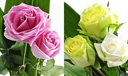 ���܂����؂�� S ���͂��C���[�W