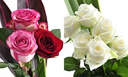 ���܂����؂�� M ���͂��C���[�W