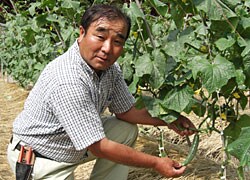 和田さんときゅうり