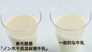 ノンホモ低温殺菌牛乳は薄いクリーム色をしています