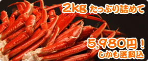 ���X�ł͂Ȃ��Ȃ����ڂɂ�����Ȃ� �󏭂�5L�T�C�Y ���吶��Y���C�|�[�V����