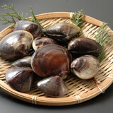 伊勢湾産 天然はまぐり