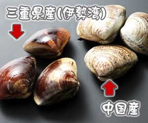正真正銘、伊勢湾産の天然はまぐり。伊勢湾産と中国産では殻のツヤと身のふっくら感が違います。