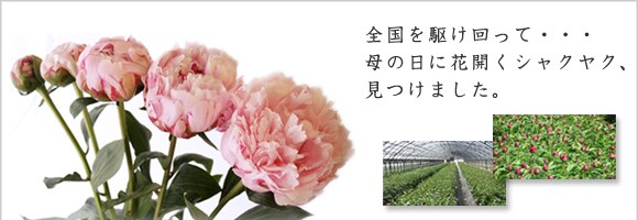 �g���@�́u�����v�u�[�P�h