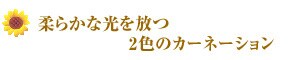 �_�炩�Ȍ������ 2�F�̃J�[�l�[�V����