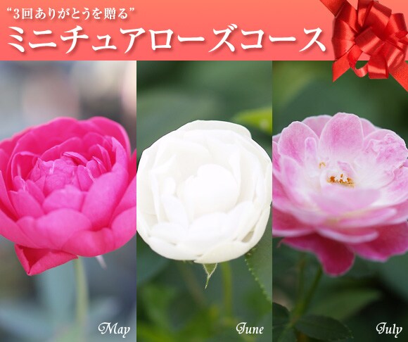 �g3�񂠂肪�Ƃ��𑡂� �~�j�`���A���[�Y�R�[�X�h