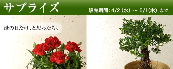 �g�T�v���C�Y�h���Y�n�����I