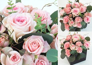 ���R�̂� �������D��������l�� premium pink