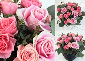 ������������������l�� premium pink mix