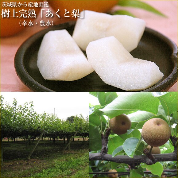 ��錧����g���㊮�n�u�����Ɨ��v �h���Y�n�����I
