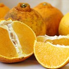 ���c����̂ӂ��낢�s�m�΁i����ʂ��j�@��3kg