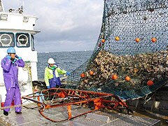 オホーツク海から水揚げされるホタテ貝