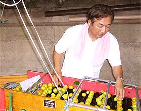 梅干の材料となる梅の選果作業に勤しむ濱谷さん