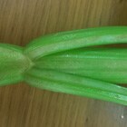 害虫の食害痕の治癒部分