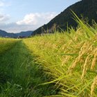 圃場の様子