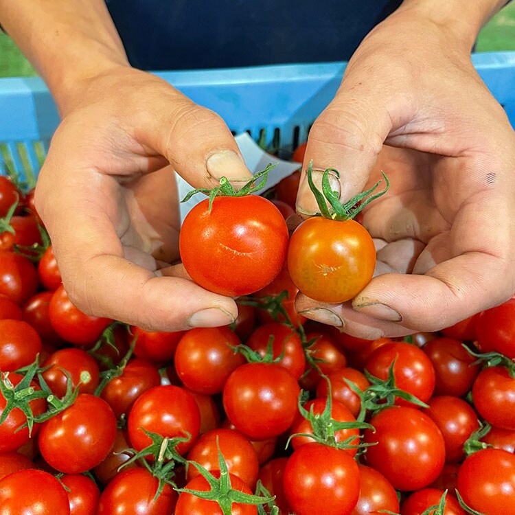 tomatoさま専用-