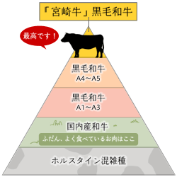 宮崎牛