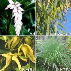 使ったハーブは7種類