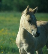 馬のイメージ