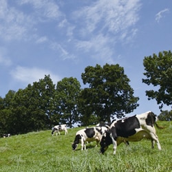 牛乳 北海道根釧地区 MILK(ミルク)