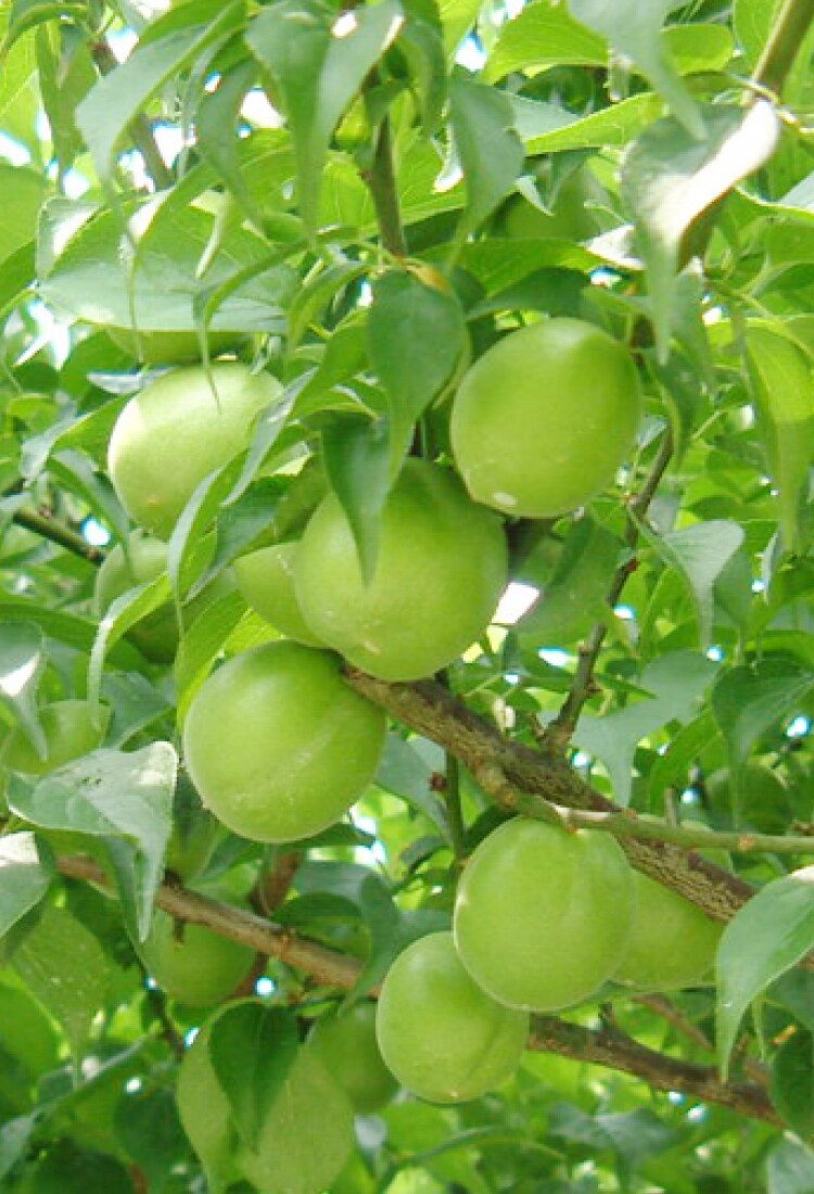 梅しごと oisix おいしっくす 梅しごと oisix おいしっくす