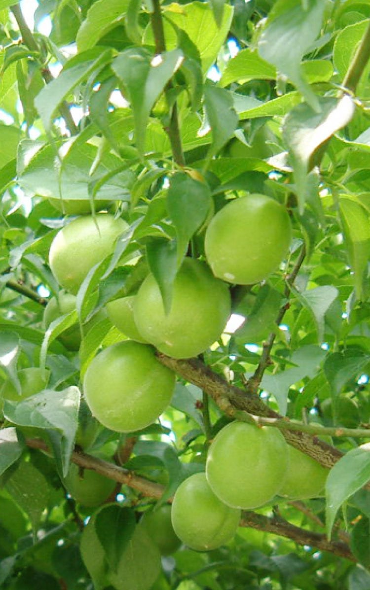 �~�����Ɨ\��