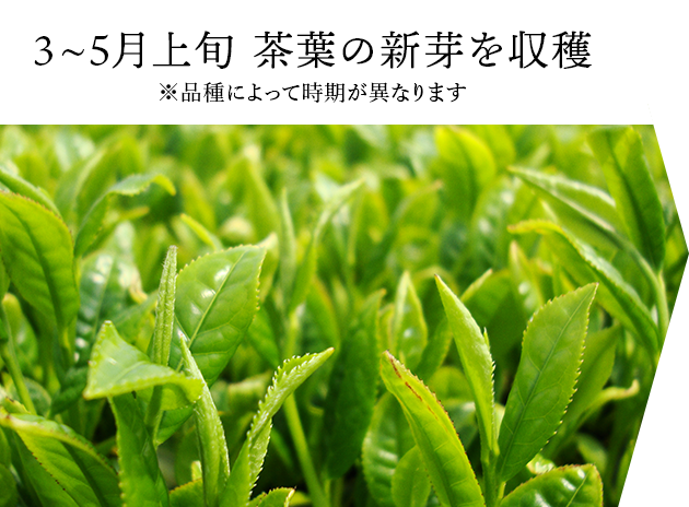 ���q�l�̐�