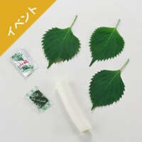 [Kit]�n�����ďC�@�V�R����̑�߂��i�򖡁j