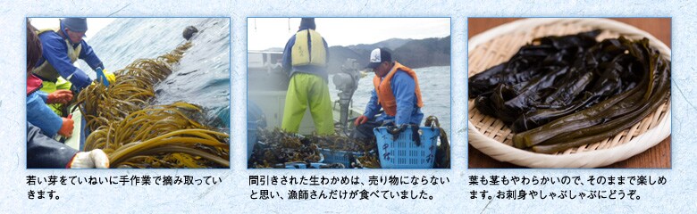 早採りわかめ 収獲