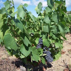 BVN �L�����F�E�W�F���[���E�J�i�[�� ��