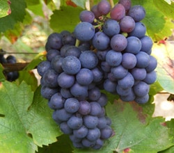 BVN �h���[�k �f �f���b�N ��