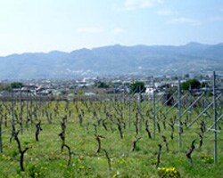 ���~�G�[���t���[��