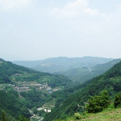 神山鶏