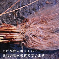 兵庫県丹波産 夢ごこち