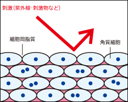 正常肌