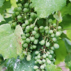 �V�����A�����\PUR�{�[�W�����E���B���[�W���k�[���H