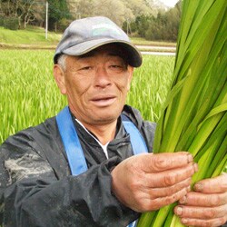 菖蒲(茨城県産)