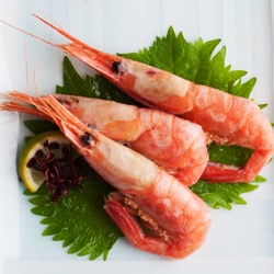 お刺身に!とろっとした甘さが特長の甘エビ