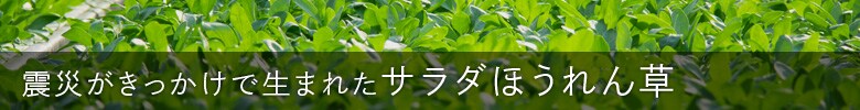 震災がきっかけで生まれたサラダほうれん草