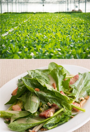 サラダほうれん草