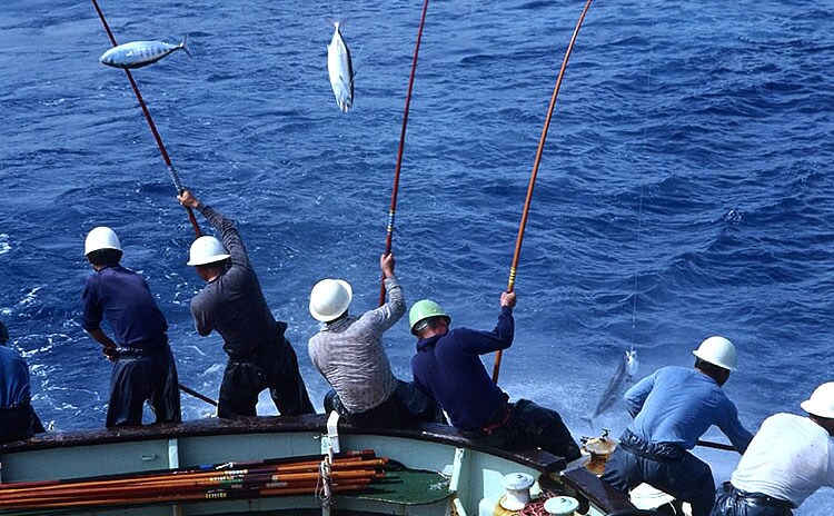 伝統の一本釣りで漁獲時の痛みを最小限に:イメージ