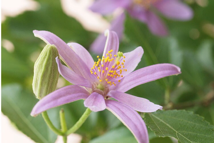 盆栽 睡蓮木 すいれんぼく 22年 Oisix父の日ギフト特集