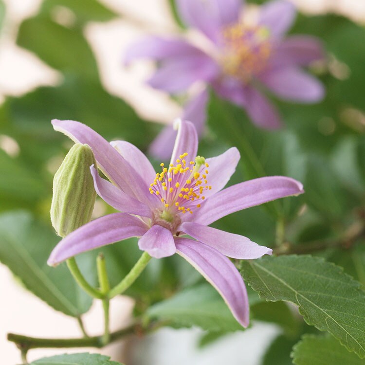 盆栽 睡蓮木 すいれんぼく 22年 Oisix父の日ギフト特集