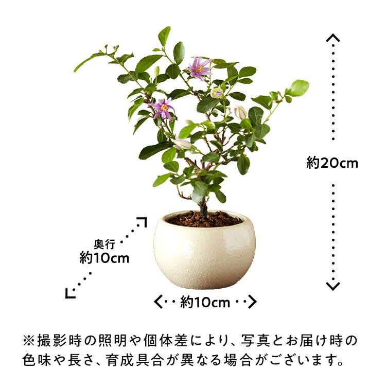 盆栽 睡蓮木 すいれんぼく 22年 Oisix父の日ギフト特集