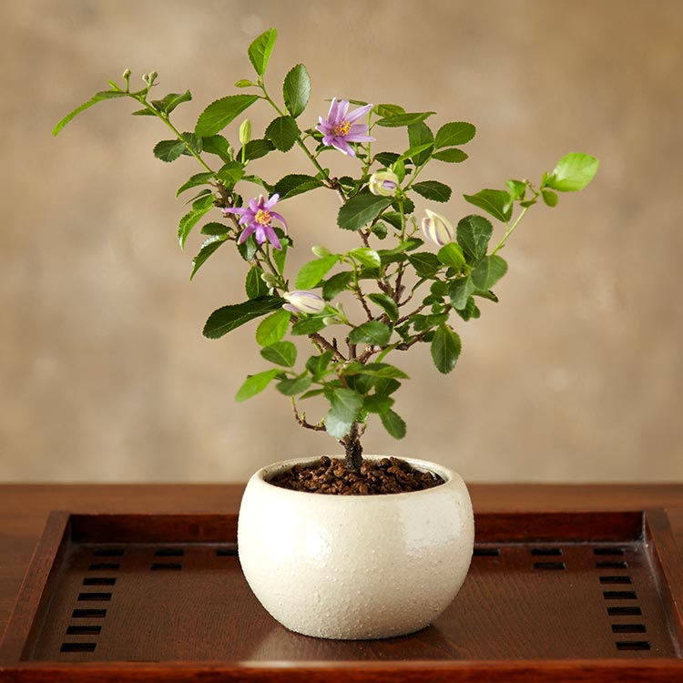 盆栽鉢 / BONSAI POT】呂宋 六角形（HEXAGON) - Handmade - 作家
