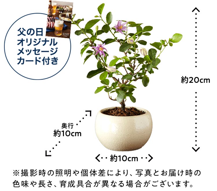 宅配 お誕生日の贈り物に2023年おすすめのギフト盆栽<br>睡蓮木