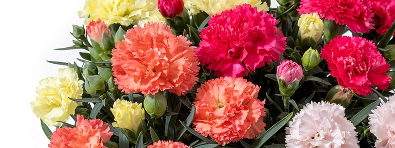 �J�[�l�[�V�����̐F�ƉԌ��t