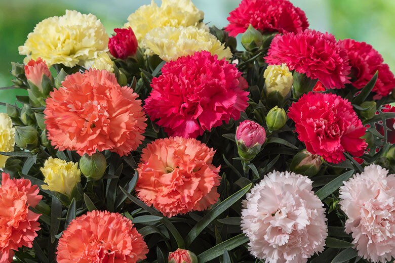  �J�[�l�[�V����4�F�񂹐A�� �R���e���c1