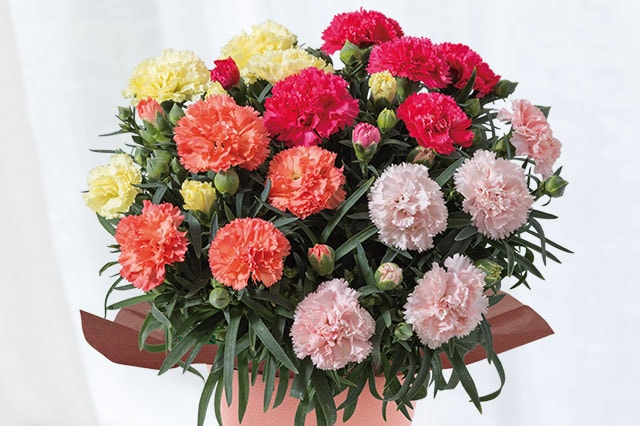 �J�[�l�[�V����4�F�񂹐A�� �R���e���c2